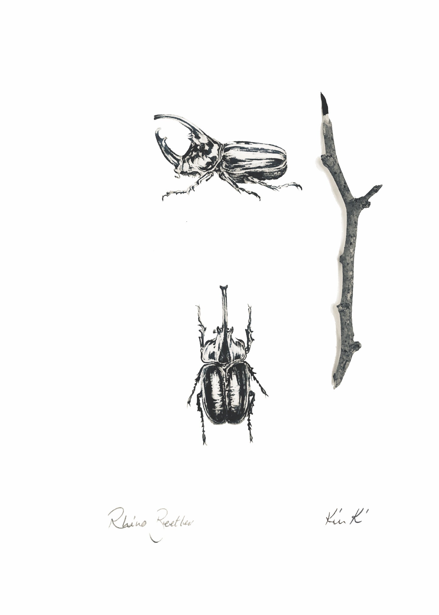 rhino beetles | indian ink
