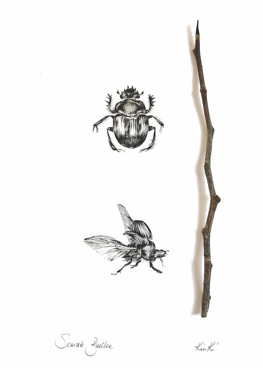 scarab beetles | indian ink