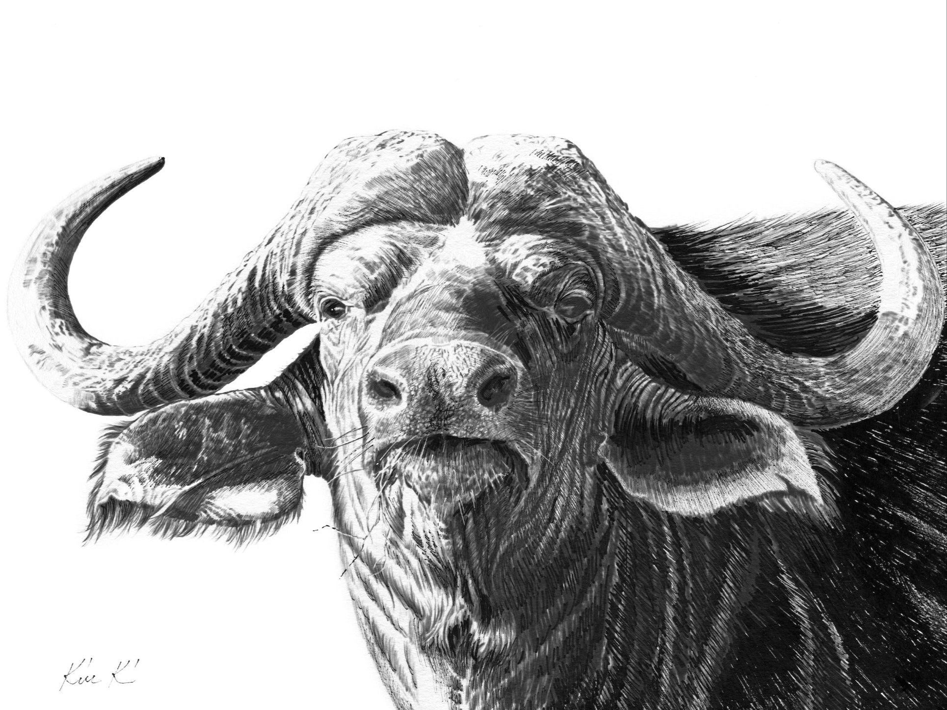 buffalo   |   pen & ink