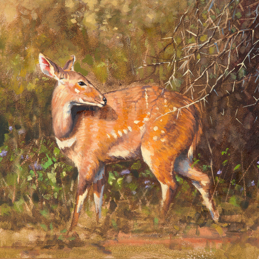 bushbuck ewe | oil on canvas