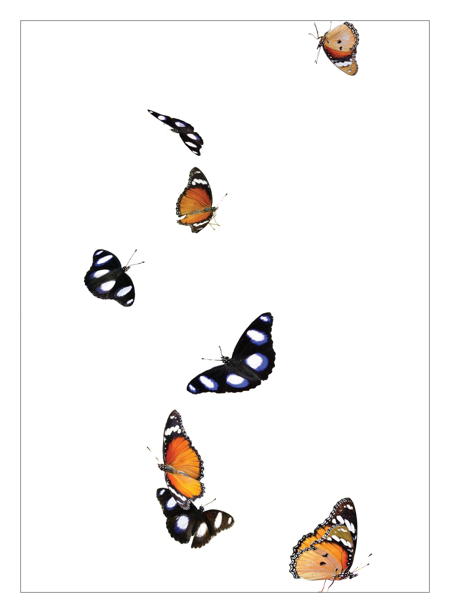 diadem butterflies | watercolour