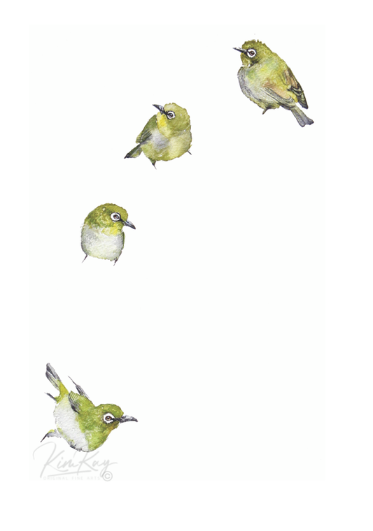 cape white eye | watercolour