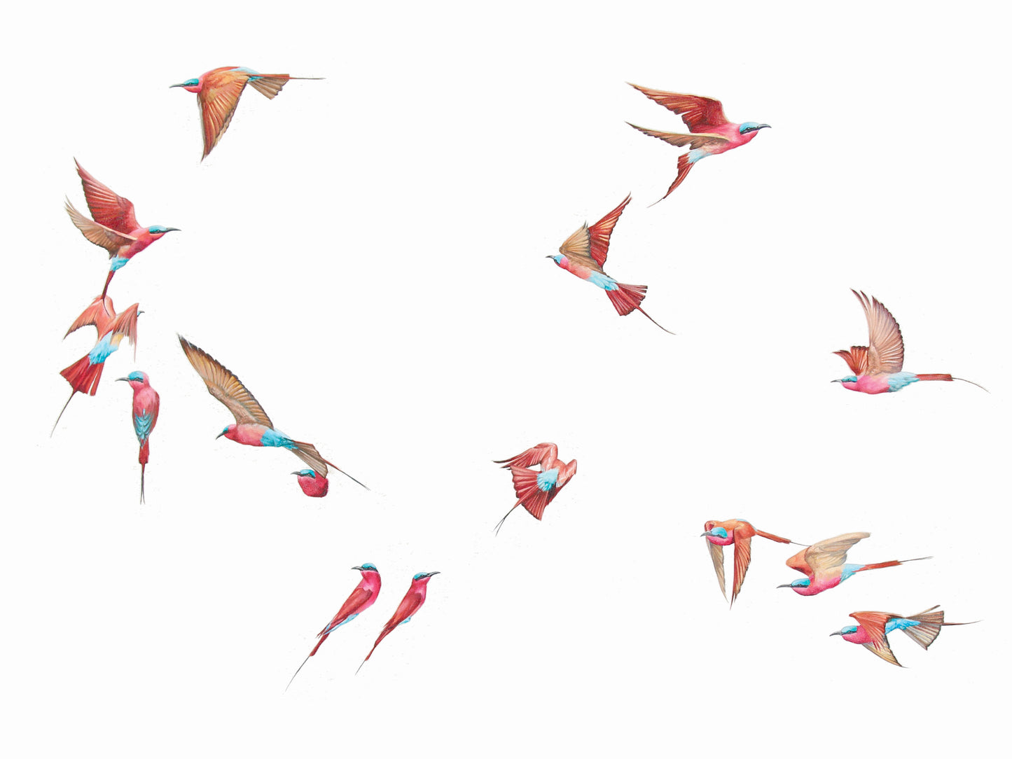 carmines in flight | oil on canvas