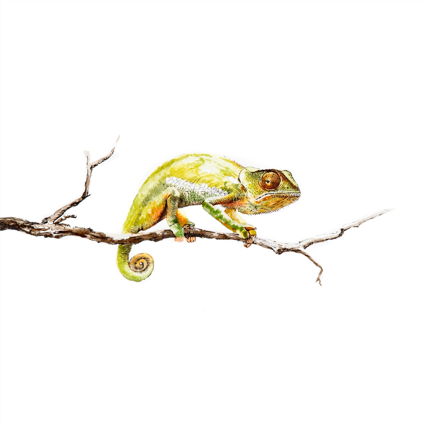 chameleon | watercolour & ink