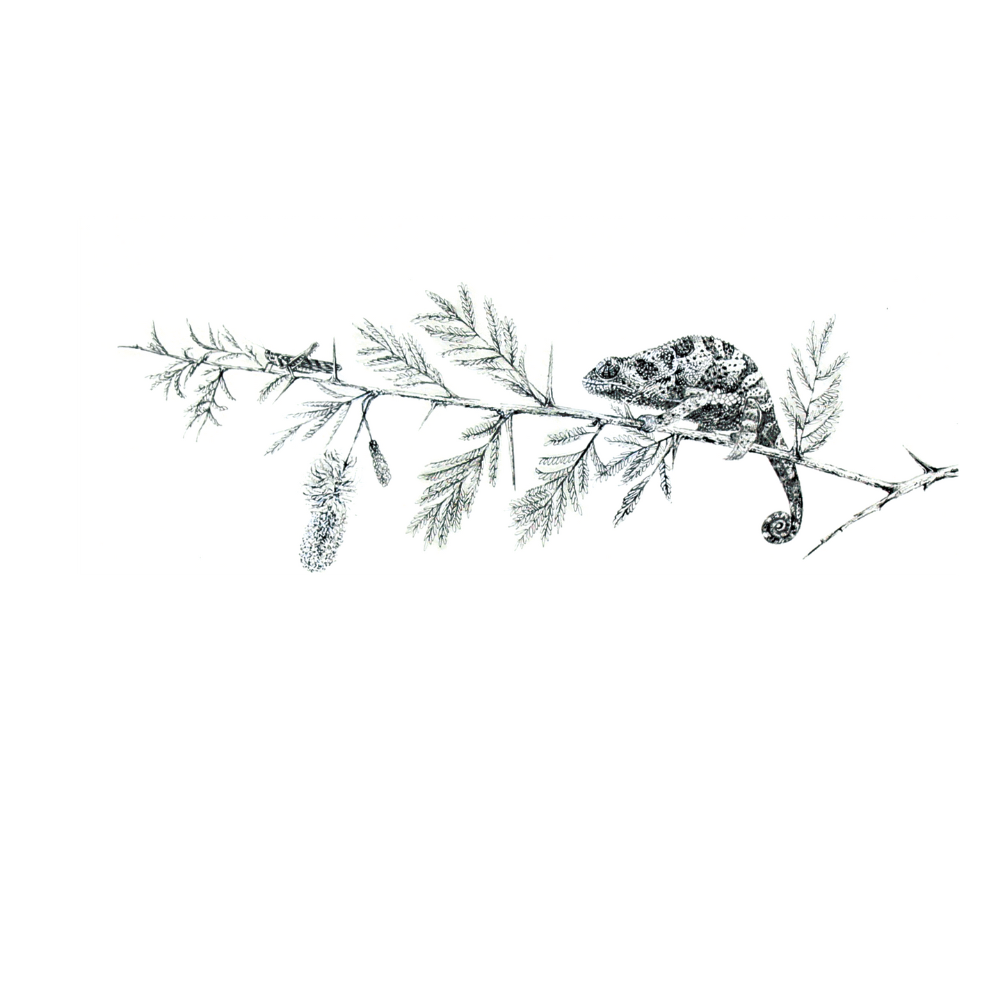 chameleon on acacia | pen & ink