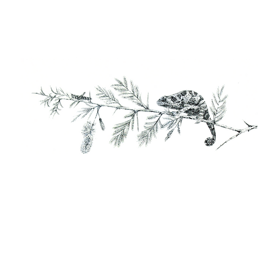 chameleon on acacia | pen & ink