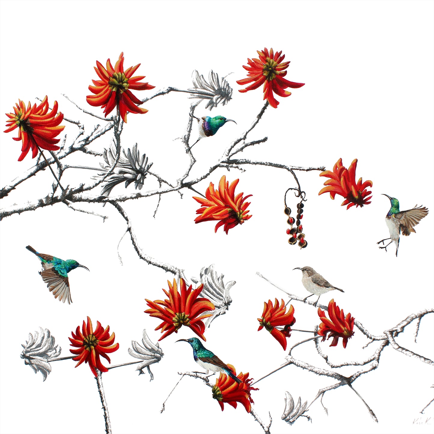 coral flower & white bellied sunbirds | watercolour & ink