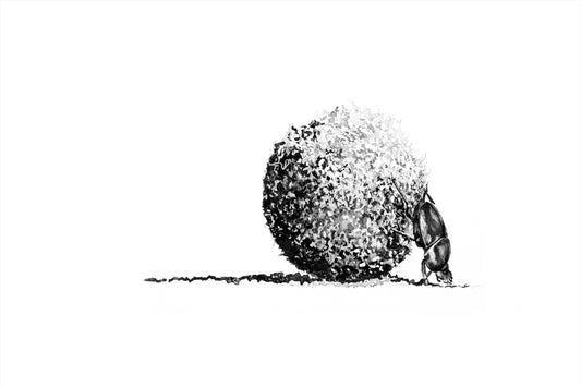 dungbeetle rolling | indian ink