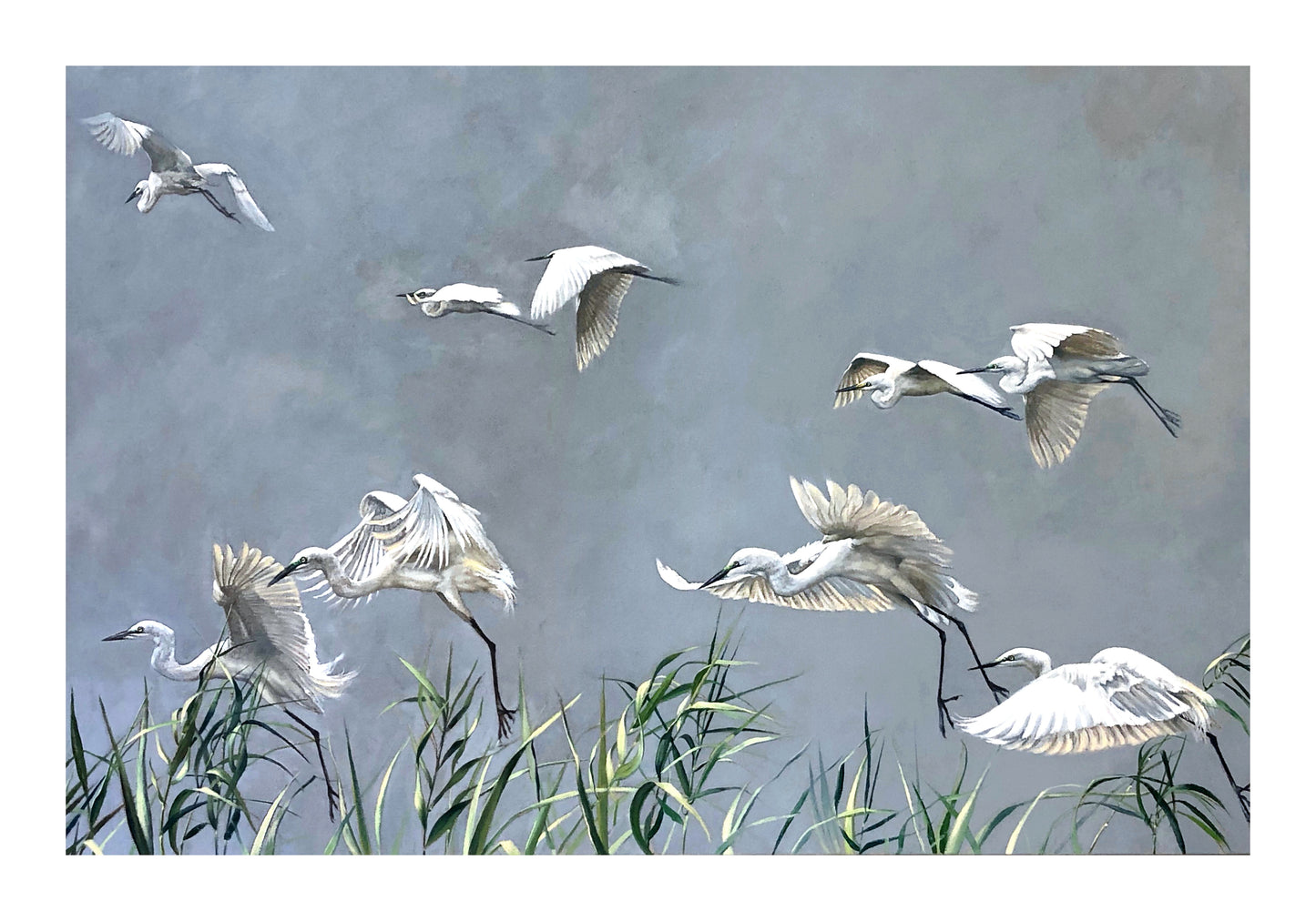 egrets & reed bed | oil on canvas