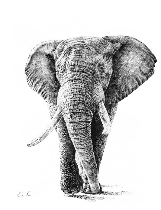 elephant | pen & ink