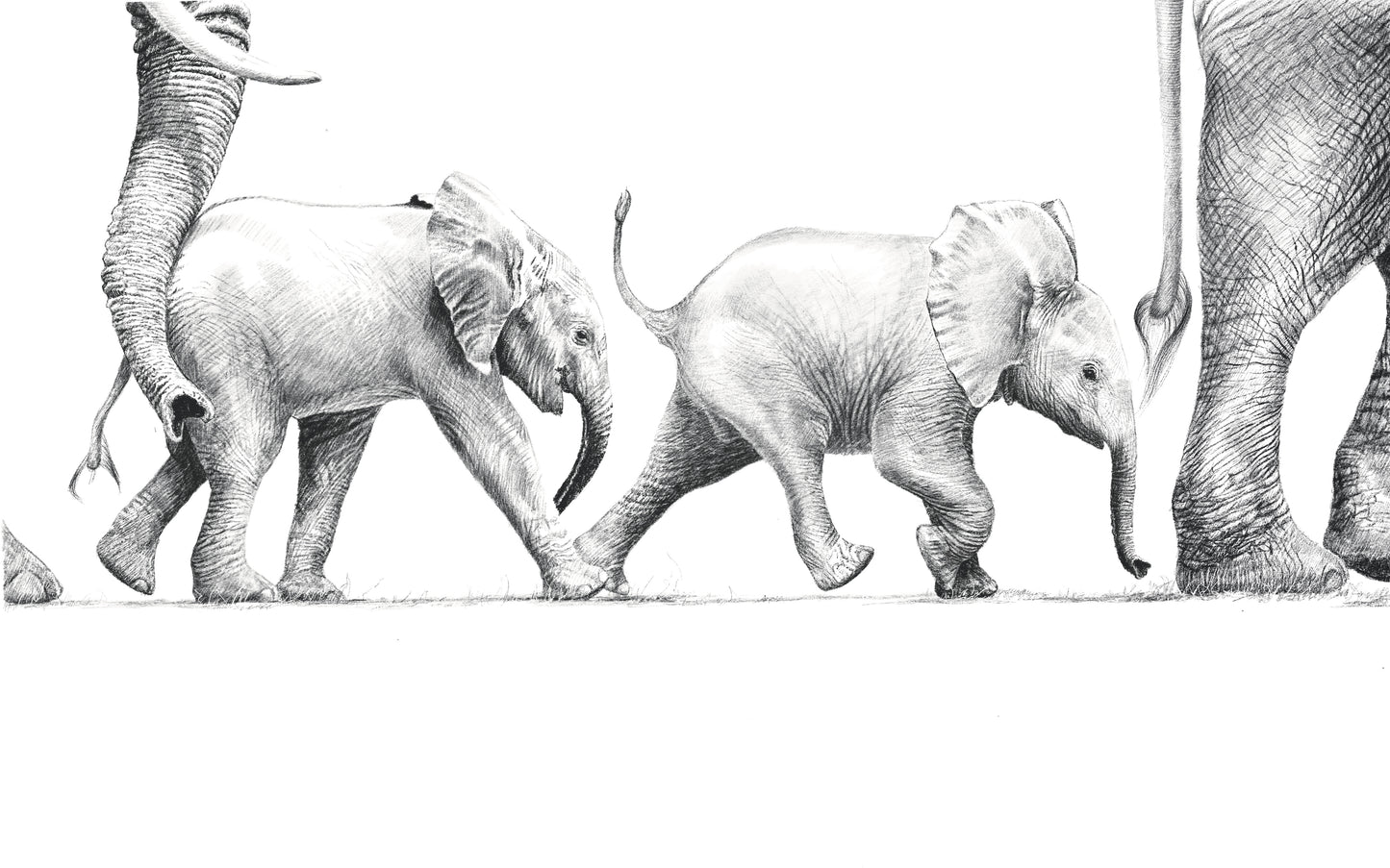 elephant family - babies walking | graphite