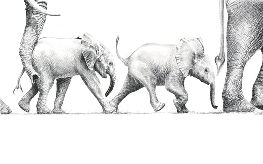 elephant family - babies walking | graphite