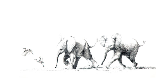 elephant calves chasing egrets | graphite