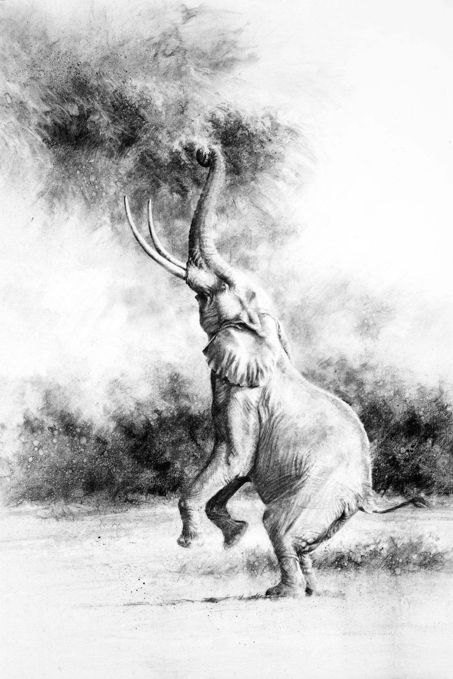 'Mana Ele' | charcoal