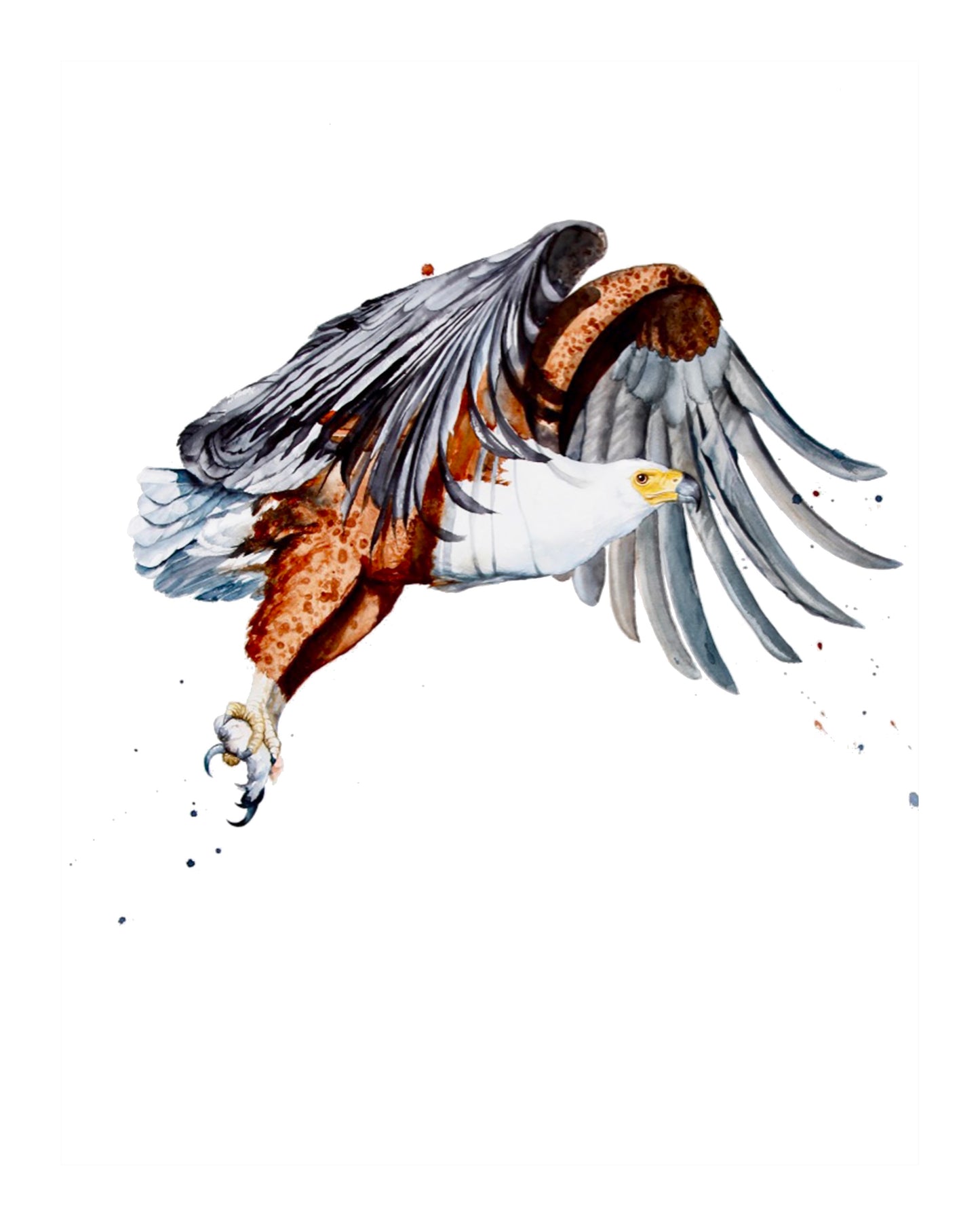 fish eagle on the hunt II | watercolour