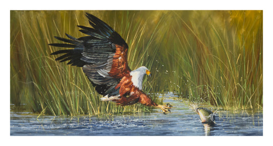 fish eagle | oil on canvas