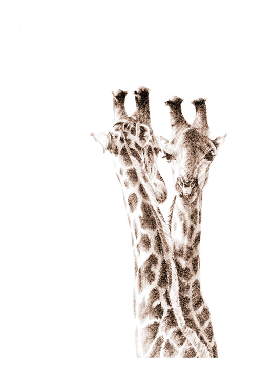 giraffe portrait face on | graphite