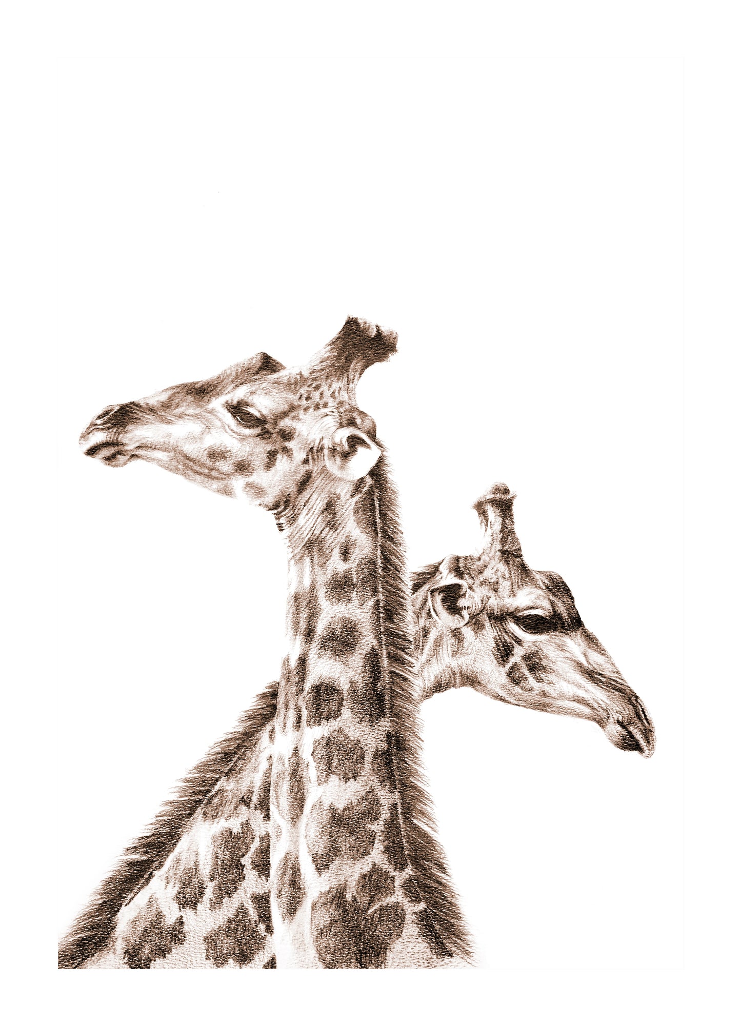 giraffe portrait side on | graphite