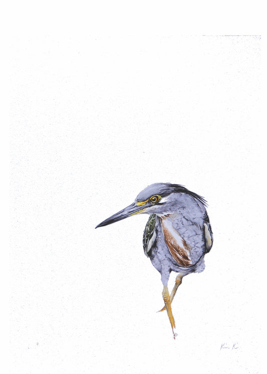 green backed heron - front | watercolour