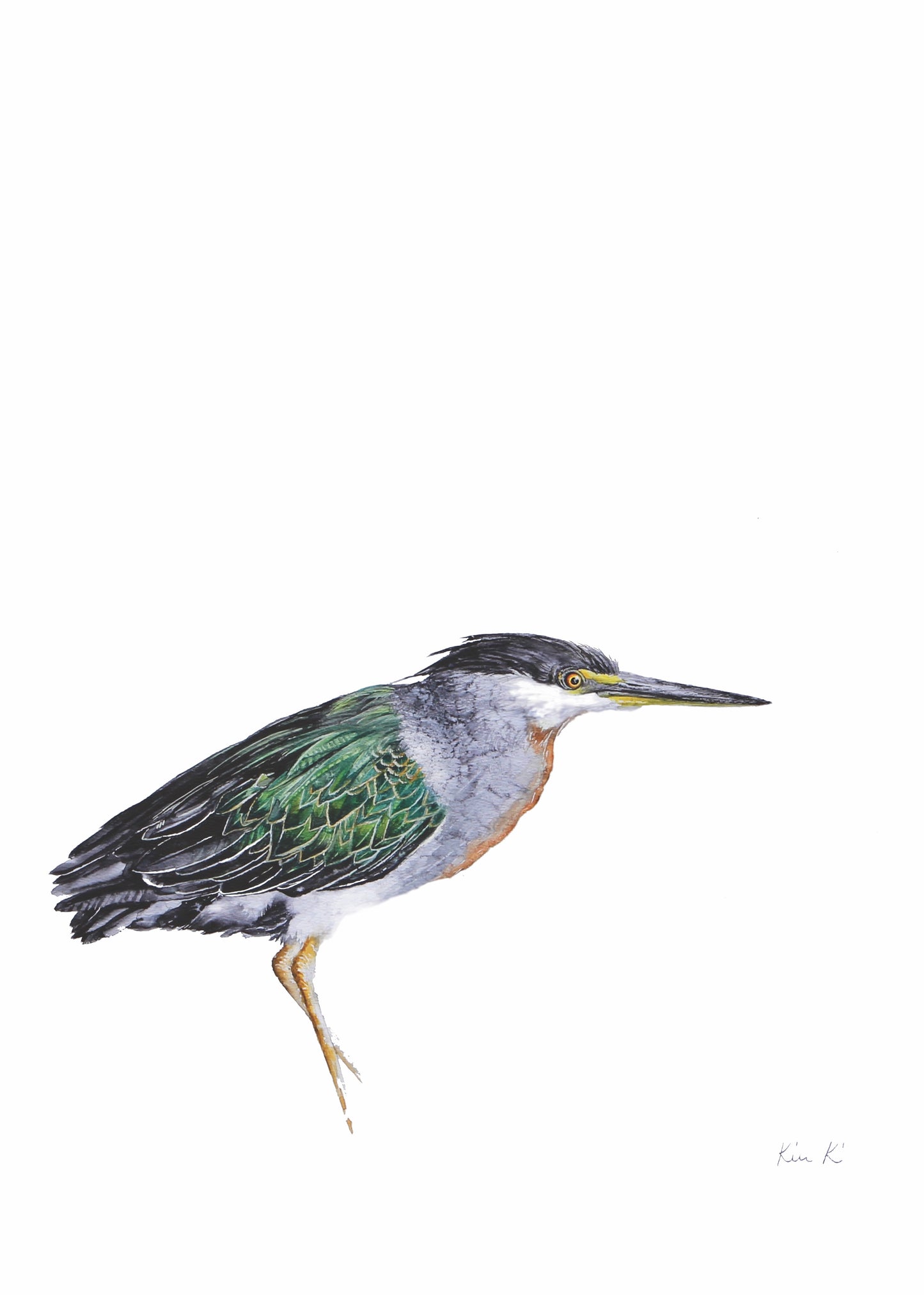 green backed heron - side | watercolour