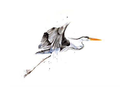 heron in flight | watercolour & ink