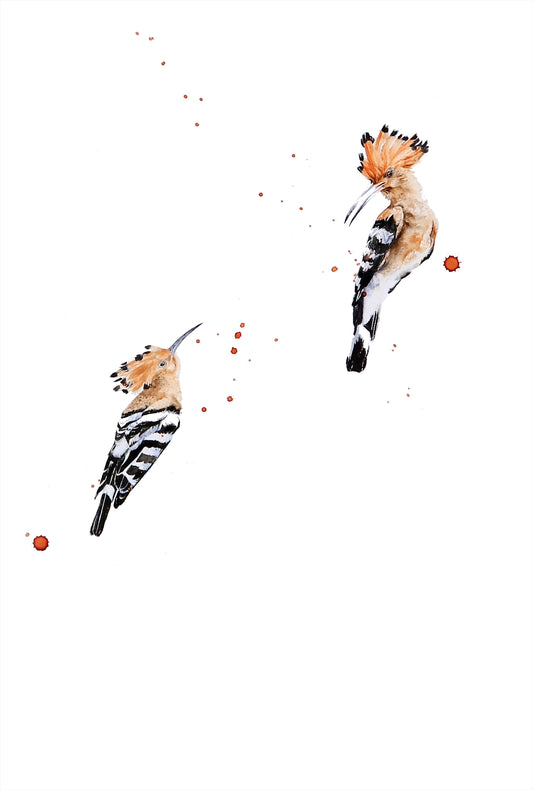 hoopoe | watercolour