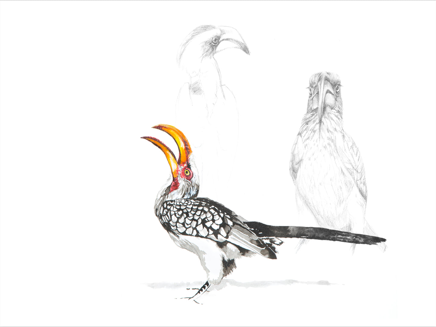 'yellow billed hornbill' | watercolour & graphite