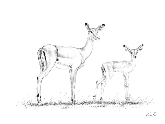 impala ewe and lamb | pen & ink
