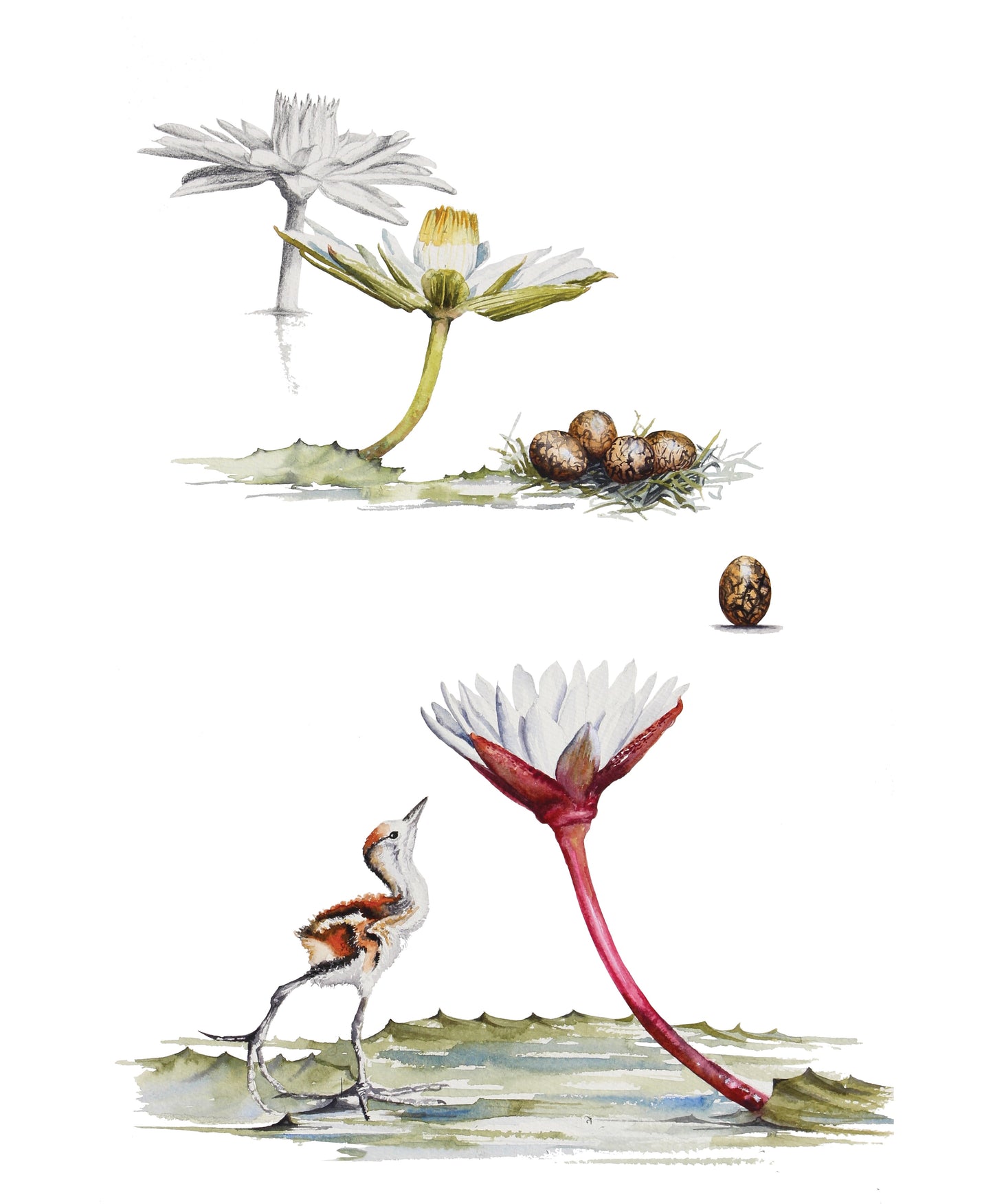 jacana babies & eggs | watercolour