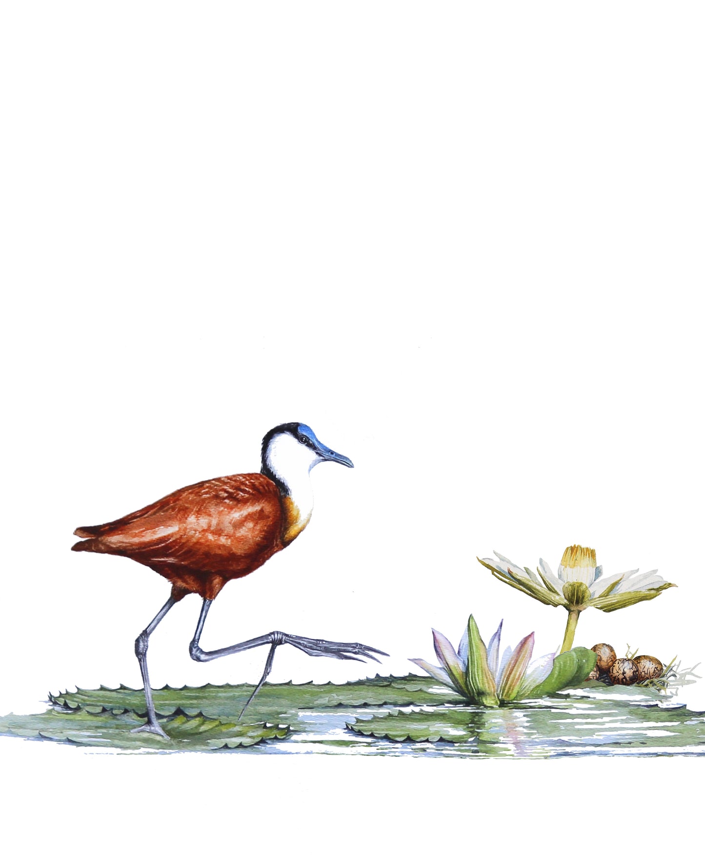 jacana & eggs | watercolour
