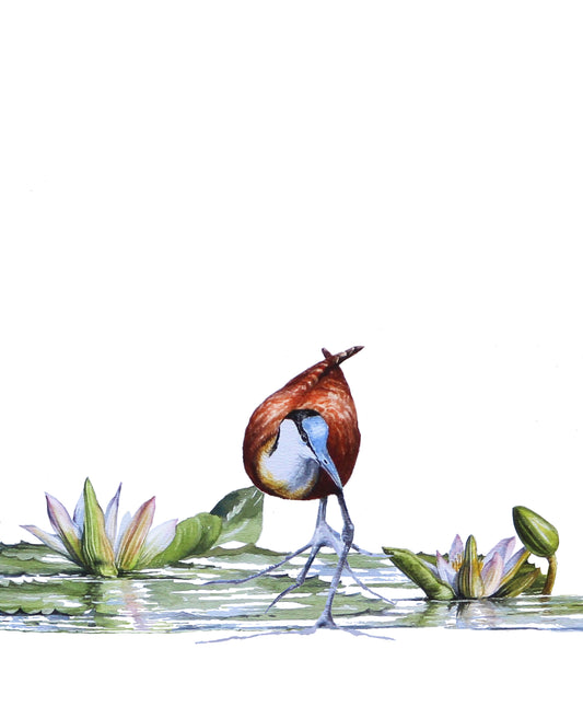 jacana & two lillies | watercolour