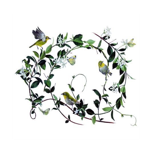 jasmine & cape white eye | watercolour