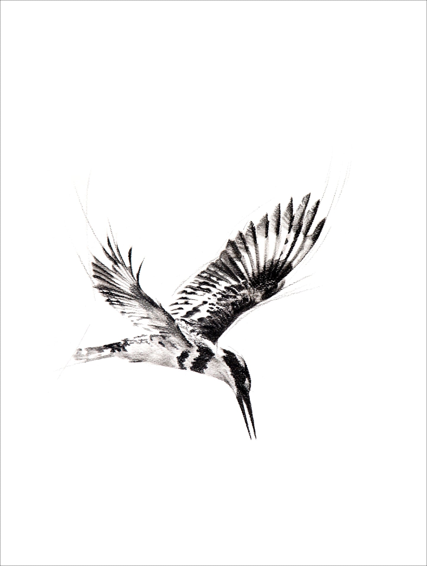 kingfisher III | pen & ink