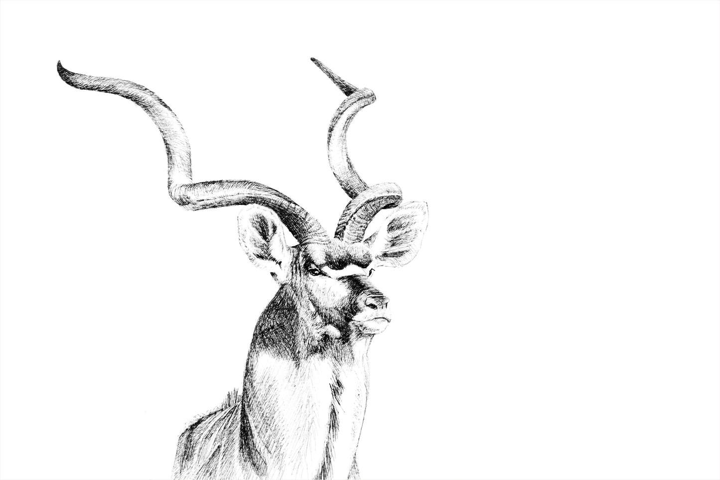 kudu bull | pen & ink
