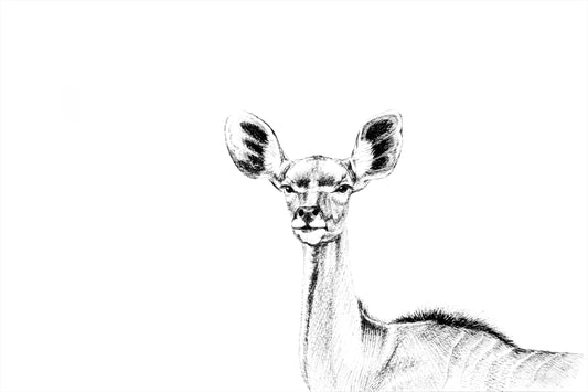 kudu cow | pen & ink