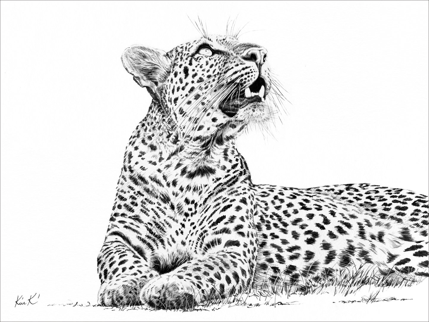 leopard looking up | pen & ink