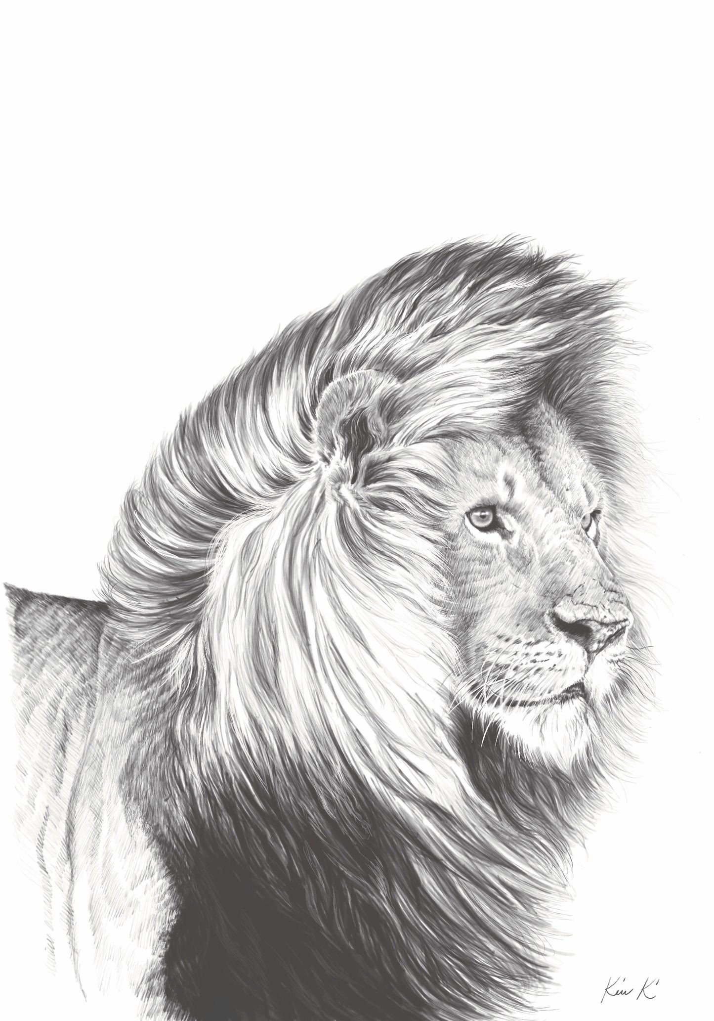 male lion | pen & ink