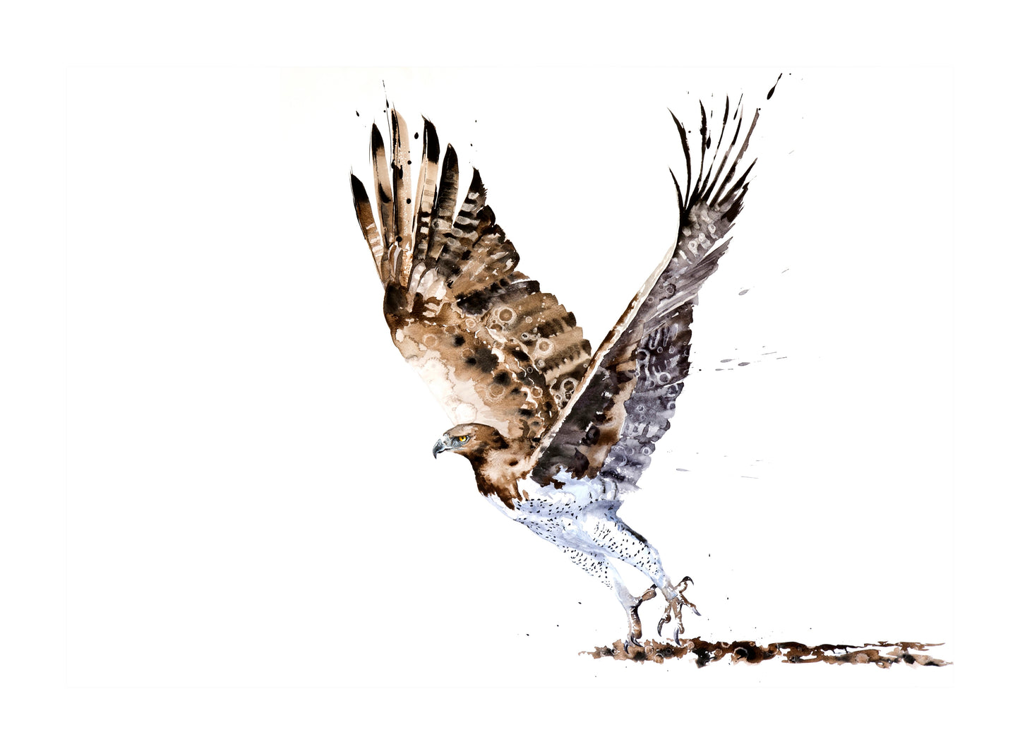 martial eagle | watercolour