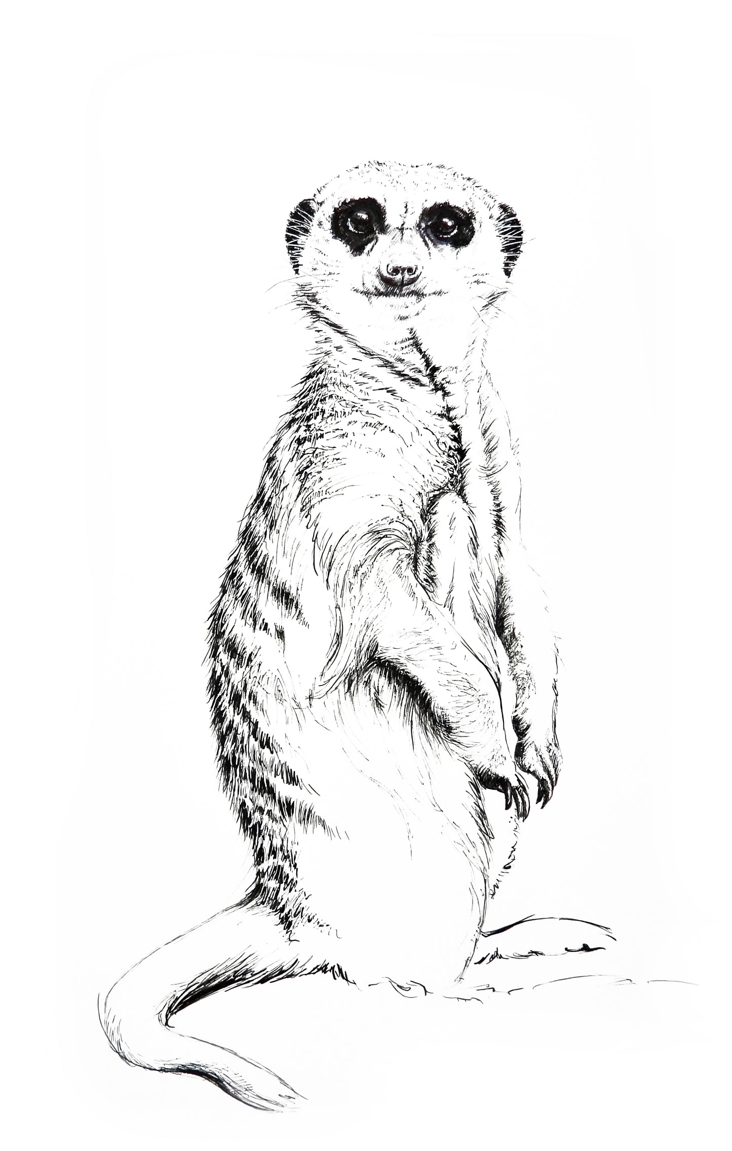 meerkat II     |     pen & ink