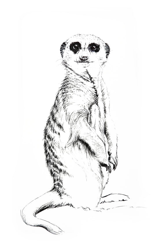meerkat II     |     pen & ink