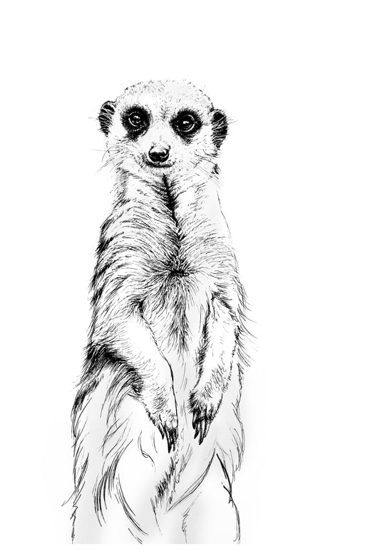 meerkat III     |     pen & ink
