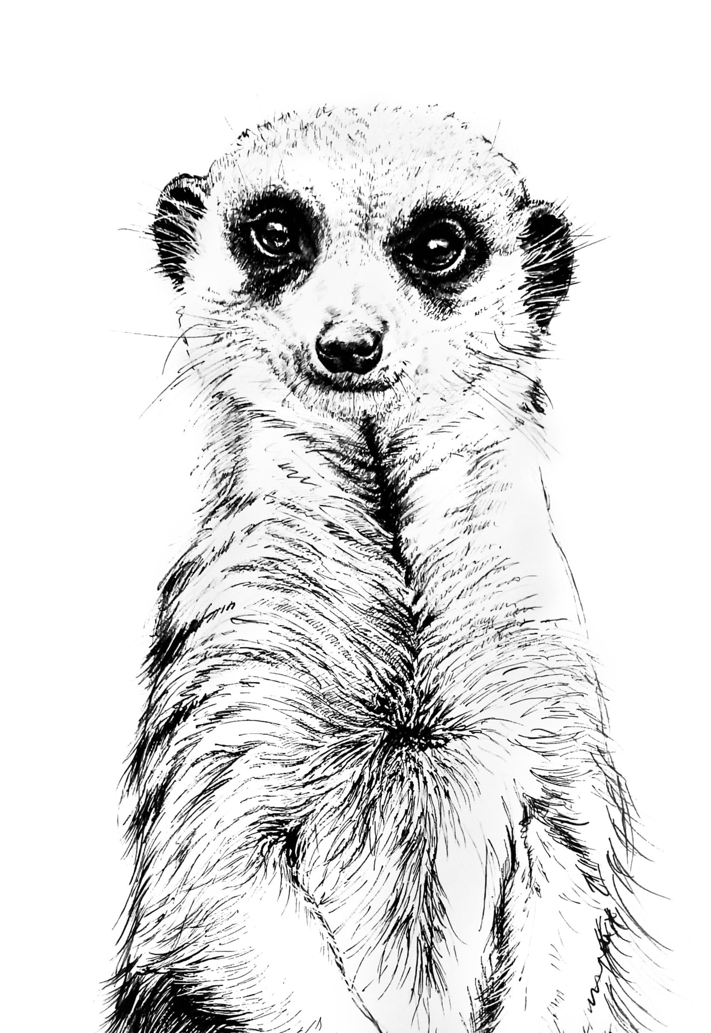meerkat III     |     pen & ink