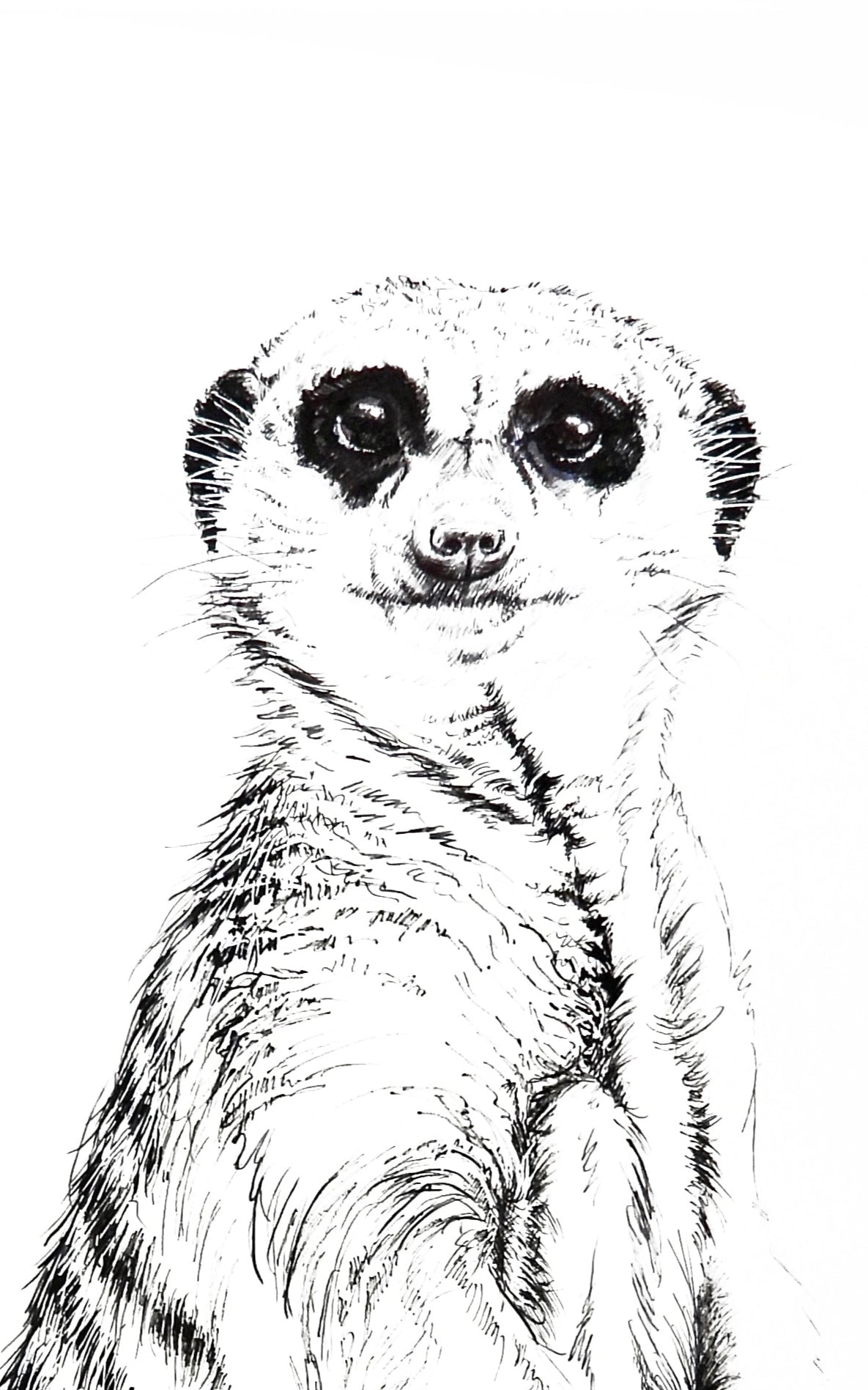 meerkat II     |     pen & ink