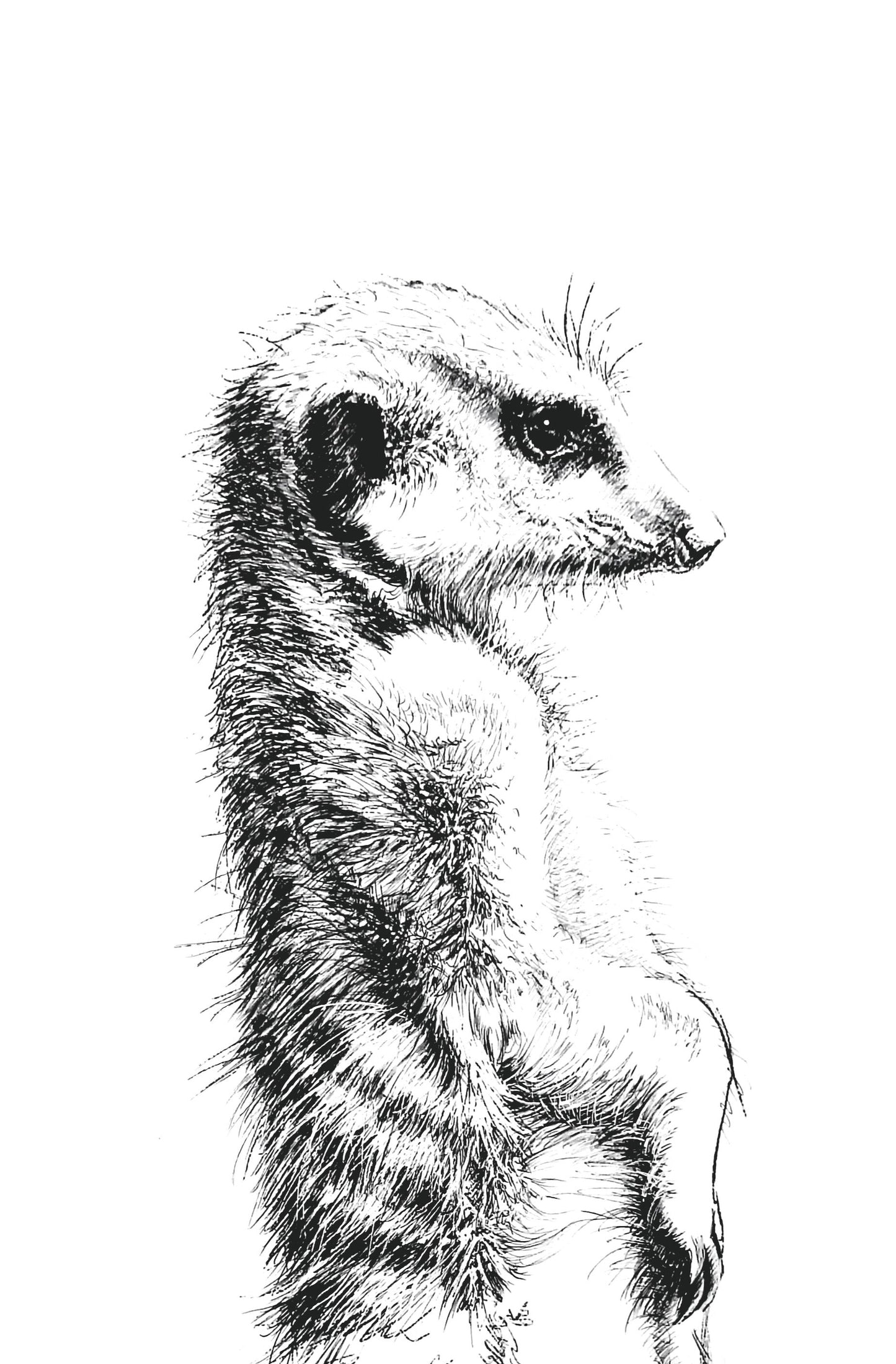 meerkat I     |     pen & ink