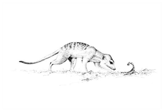 meerkat and scorpion | pen & ink