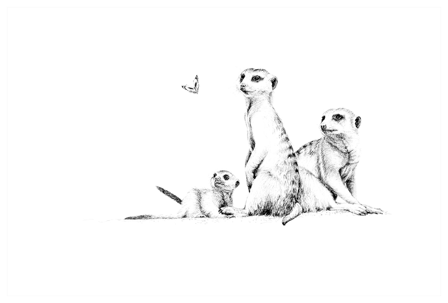 meerkats and butterfly | pen & ink
