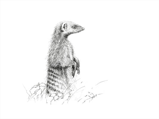 'Banded Mongoose' | pen & ink