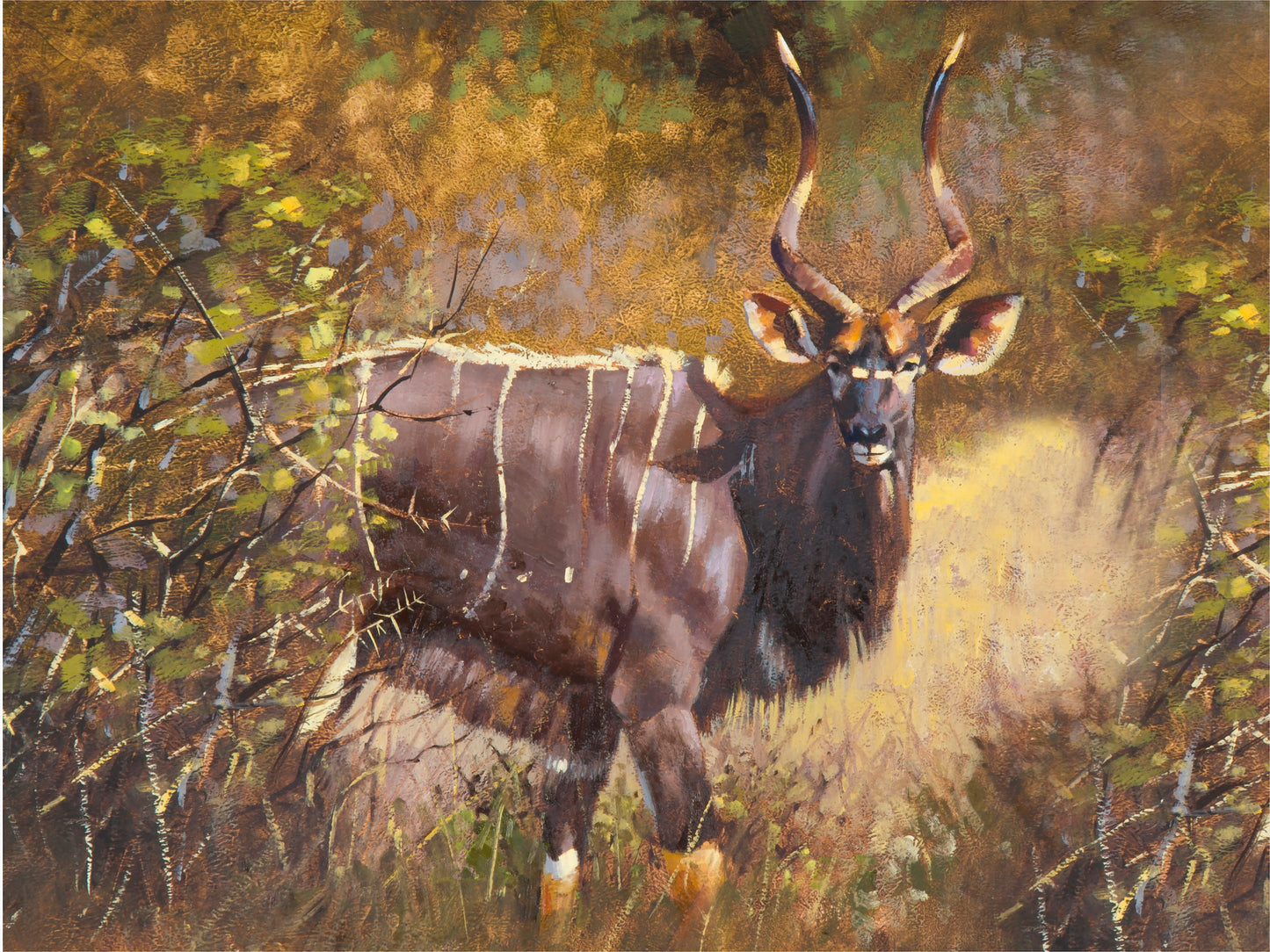 nyala bull | oil on board