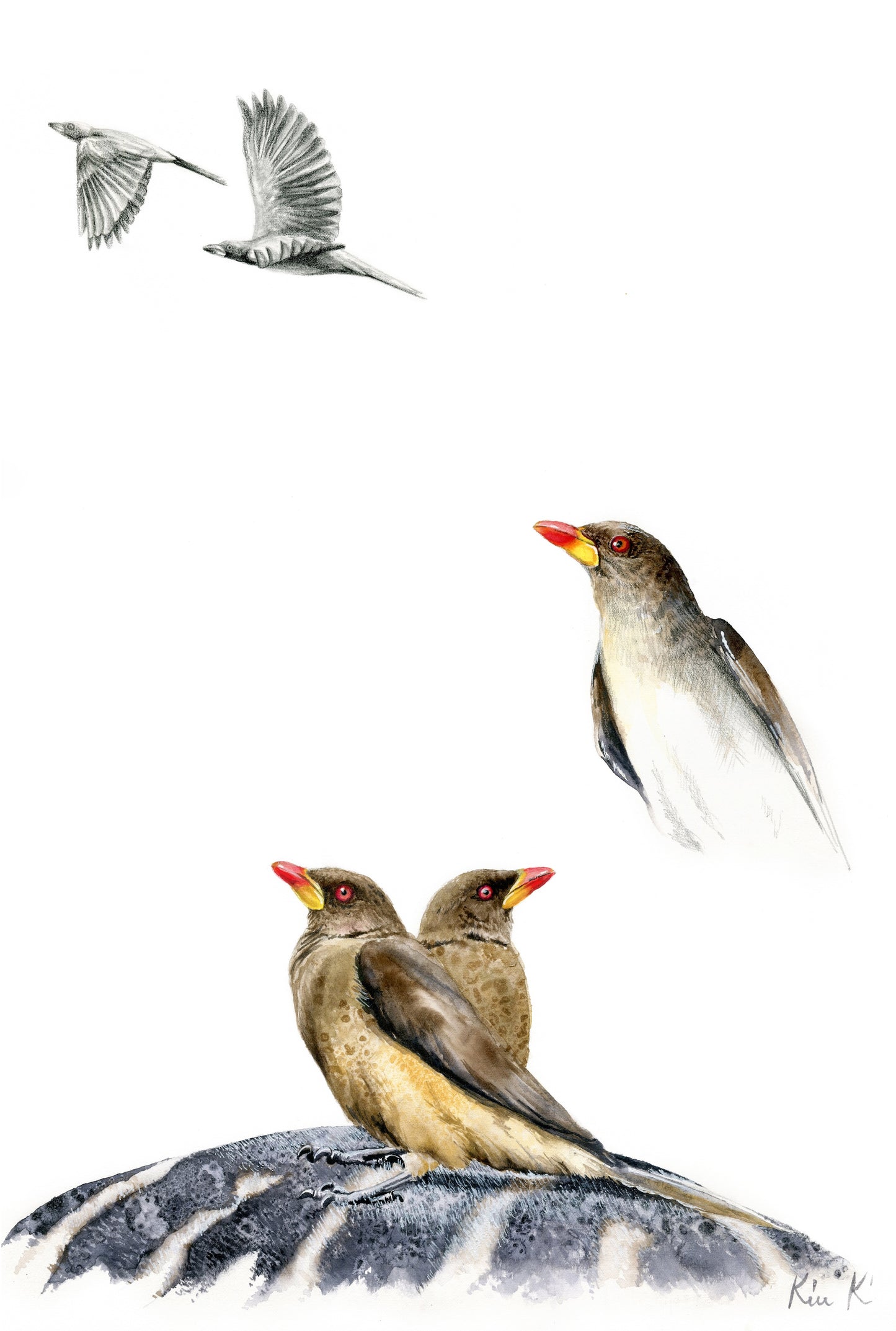oxpeckers | watercolour & graphite