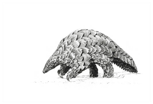 pangolin | pen & ink